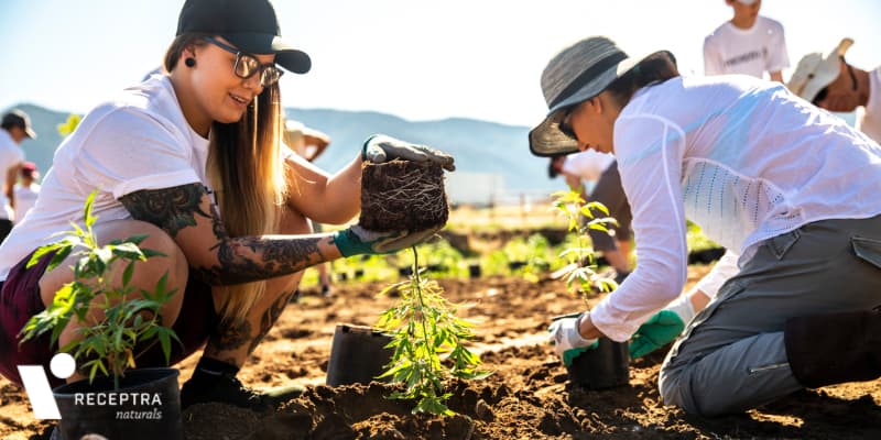 Hemp: The Global Warming Solution