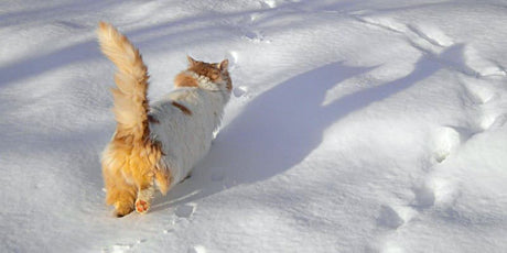 CBD Oil for Pets This Winter