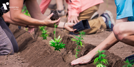 Receptra Hemp CBD Planting