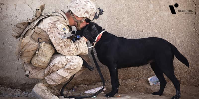 How Can CBD Help Veterans?