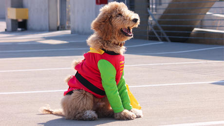 Halloween Safety Tips for Pets
