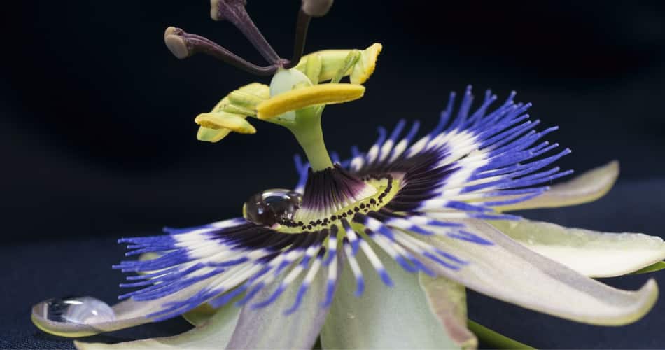 What are the Benefits of Passion Flower for Stress?