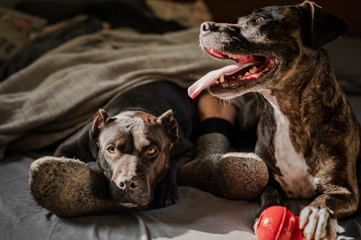 CBD Oil for Dogs