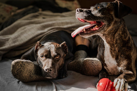 CBD Oil for Dogs