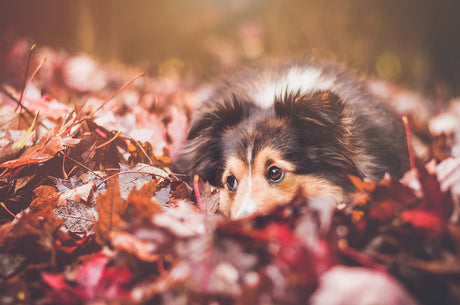 Keeping Pets Calm and Cozy: How CBD Can Help This Fall