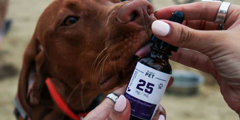 What Does CBD Oil Do for Dogs? 