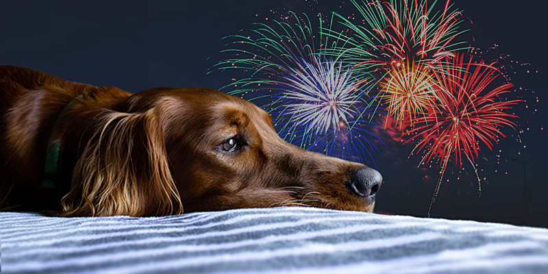 Dogs and fireworks: How to calm your dog during fireworks