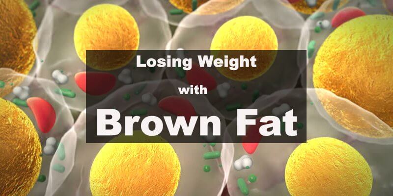 Lose Weight by Increasing Brown Fat