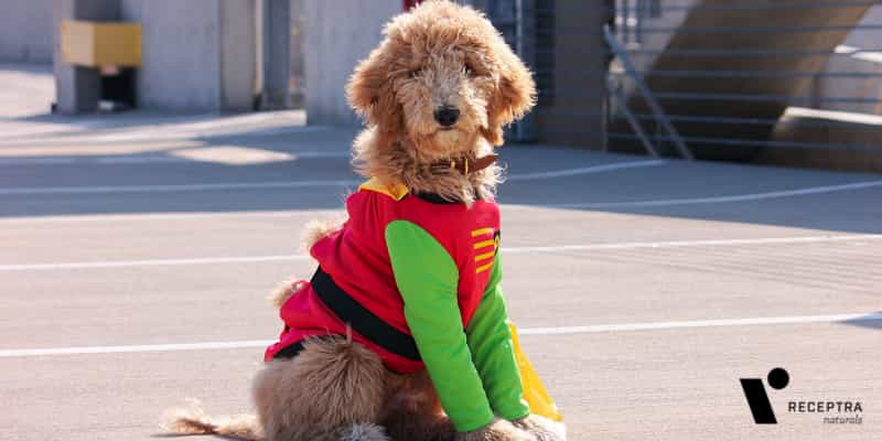 Happier Halloween: Pet Halloween Safety Tips