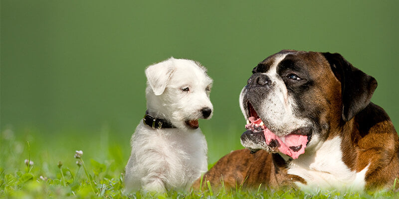 Stunning Pain Medication For Dogs With Back Pain image