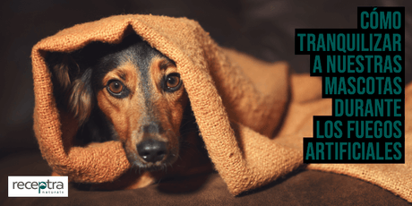 COMO TRANQUILIZAR A NUESTRAS MASCOTAS DURANTE LOS FUEGOS ARTIFICIALES