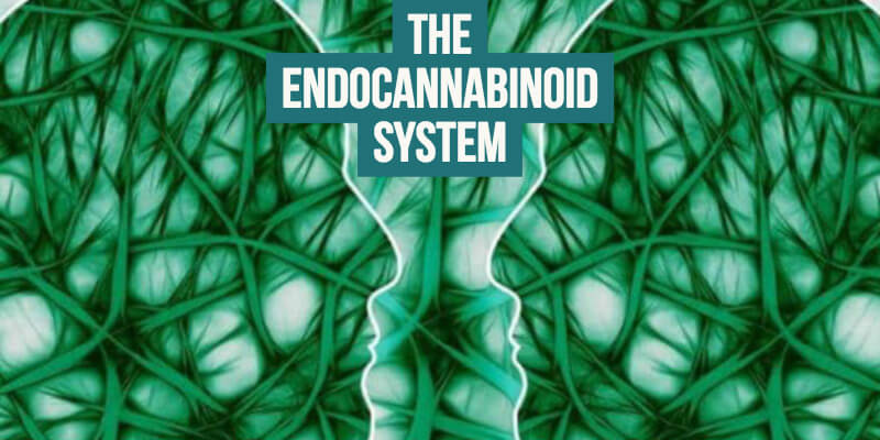 What is the Endocannabinoid System?