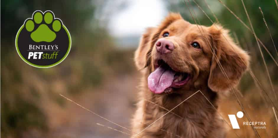 Bentley Pet Stuff is Confident in Receptra Pet CBD Oil