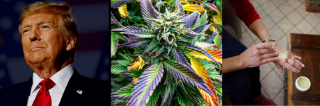 President Trump Shares a Video on CBD and Senior Health: A Moment of National Recognition