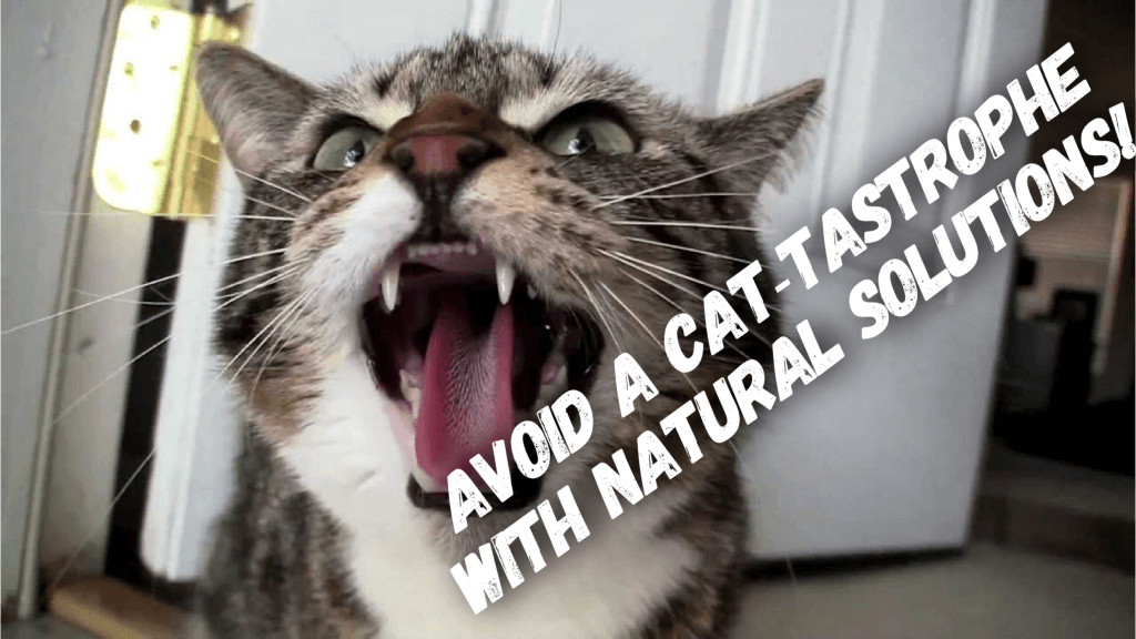 5 Ways to Naturally Cope with Your Cat's Anxiety, Fear and Phobias