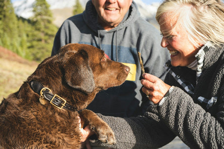 CBD Oil for Dogs
