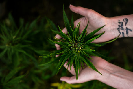 CBD vs CBG – What is the Difference?