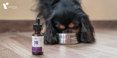 Is CBD For Your Pet?