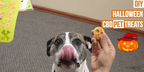 Receptra CBD Halloween Pet Treats