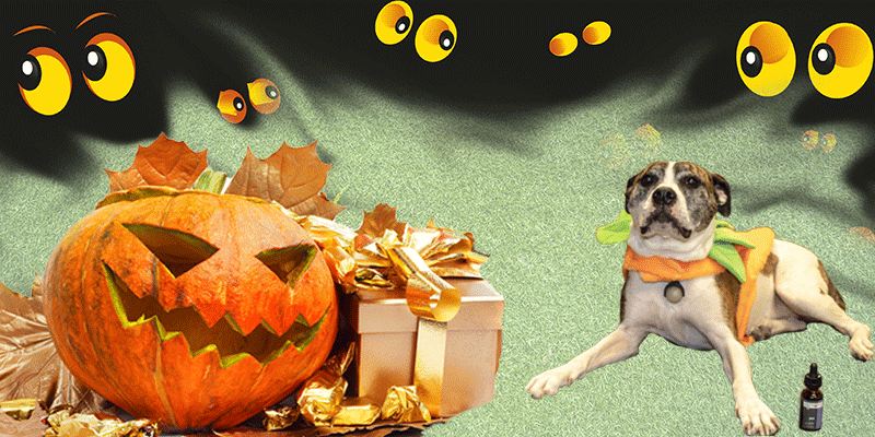 Halloween Safety Tips for Pets