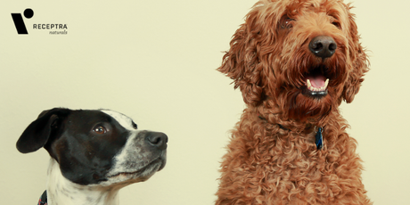 Tips for Social Distancing Your Pet