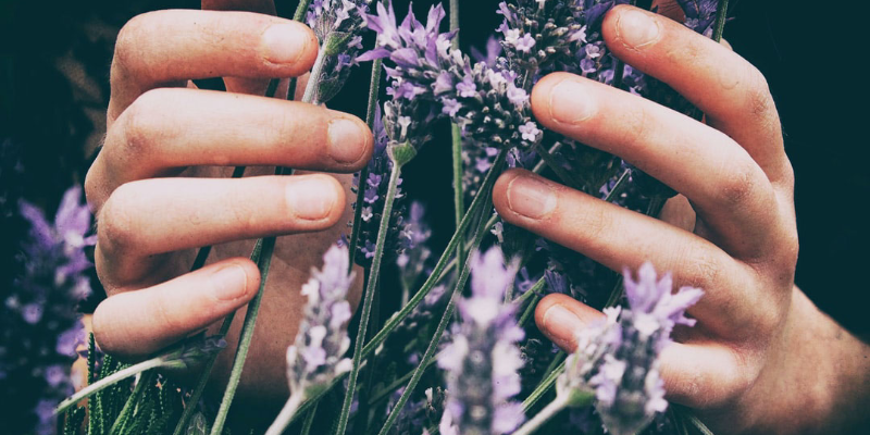 CBD + Lavender: Can They Help With Stress?