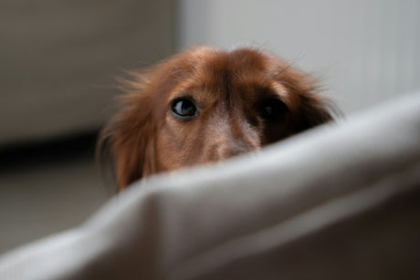 CBD for Dogs During Thunderstorms: Natural Ways to Help Your Pet Stay Calm