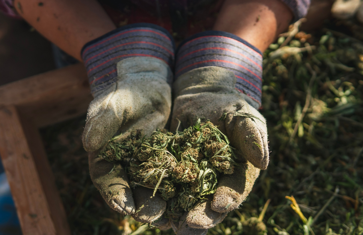 What Does 420 Mean for Cannabis? A Quick, Feel-Good History for the CBD Community