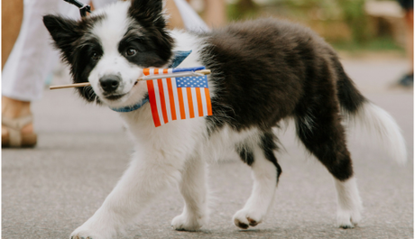 Dogs and fireworks: How to calm your dog during fireworks