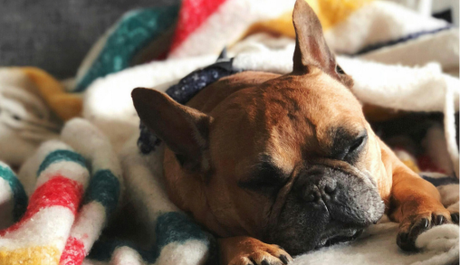 Why Your Dog Can’t Sleep at Night (And How to Help)